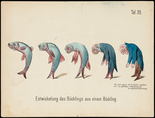 Evolution of household articles, animals etc
